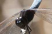 Black-headed Skimmer (Crocothemis nigrifrons)